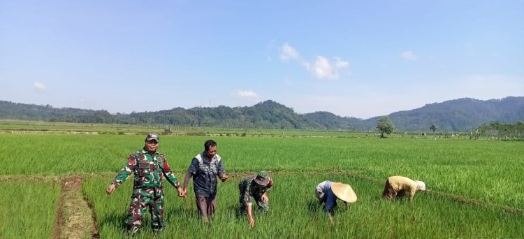 Babinsa Mempelopori Petani Lakukan Penyiangan