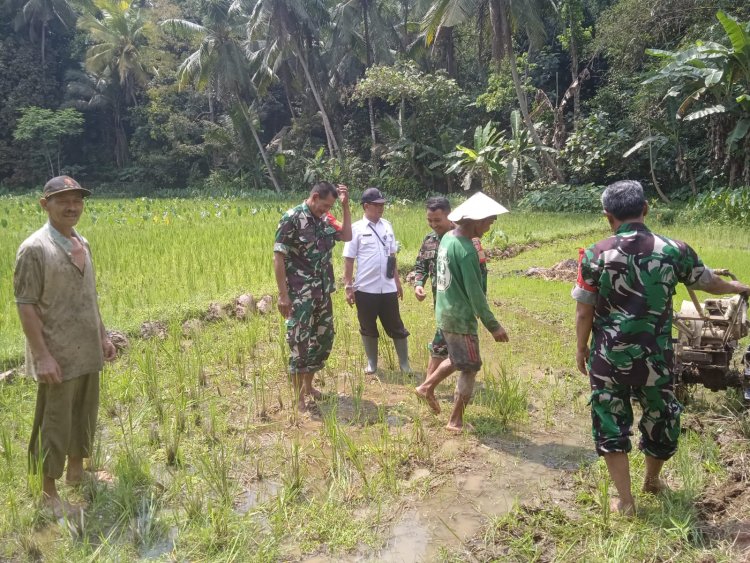 Tingkatkan Ketahanan Pangan Babinsa Terjun Ke Sawah