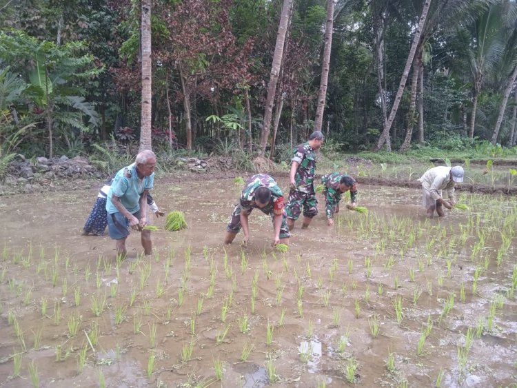 Peningkatkan Ketahanan Pangan Babinsa  Bantu Petani Menanam Padi