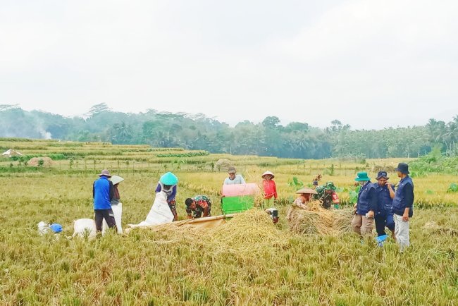 Babinsa Panen Padi Bersama Kelompok Tani
