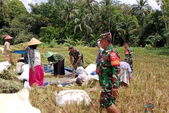 Wujudkan Ketahanan Pangan Danramil Dampingi Petani Panen Padi