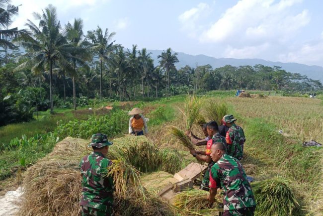 Wujud Nyata TNI Bersama Petani Panen Padi