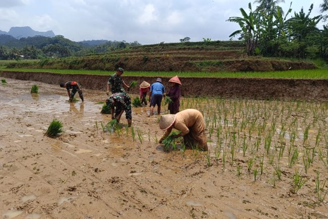 TNI dan Petani Bersinergi Tanam Padi untuk Dukung Ketahanan Pangan