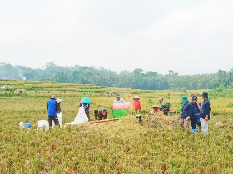 Babinsa Panen Padi Bersama Kelompok Tani