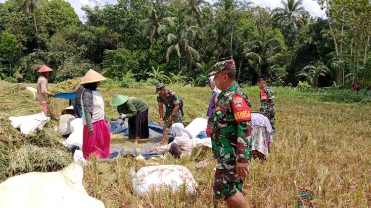 Wujudkan Ketahanan Pangan Danramil Dampingi Petani Panen Padi
