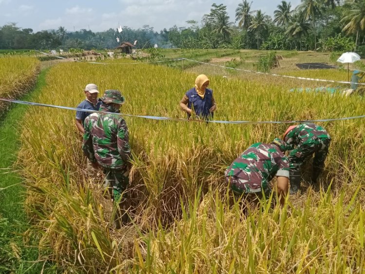 Demi Lancarnya Ketahanan Pangan Danramil Dan Babinsa Mendampingi Poktan