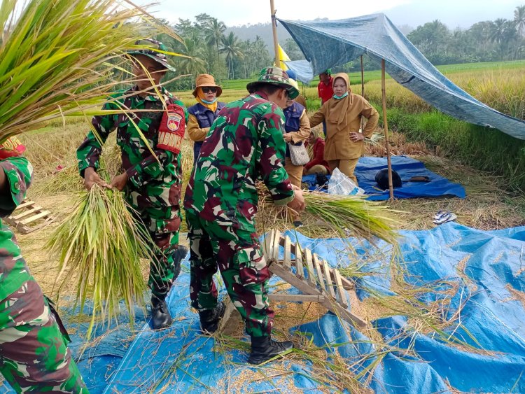 Koramil 14 Madukara Bantu Petani Panen Padi Di Wilayah Desa Binaan
