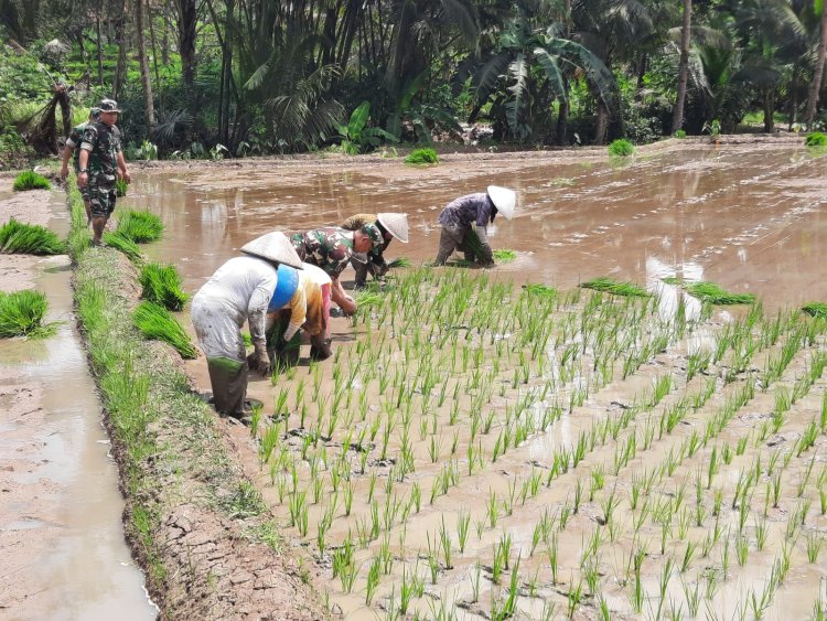 Danramil 03 Wanadadi Percepat Penanaman Padi untuk Ketahanan Pangan