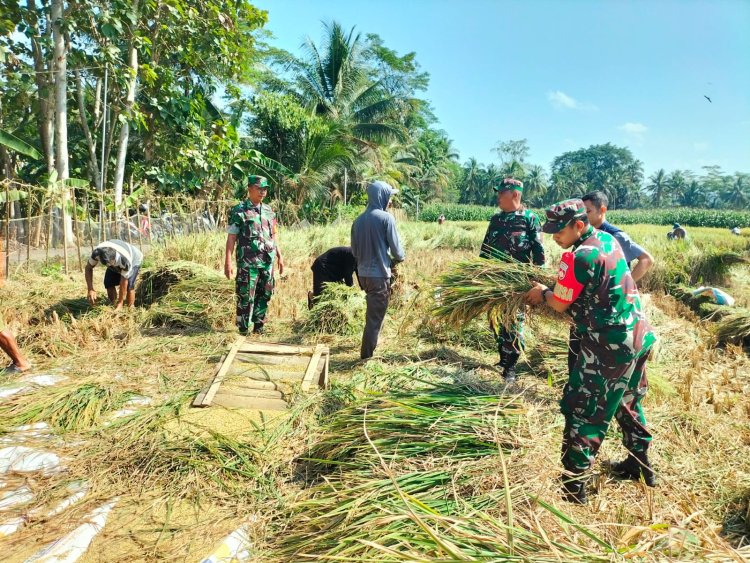 Babinsa Koramil Rakit Dampingi Petani dalam Panen Padi