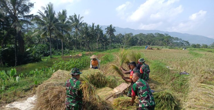 Wujud Nyata TNI Bersama Petani Panen Padi