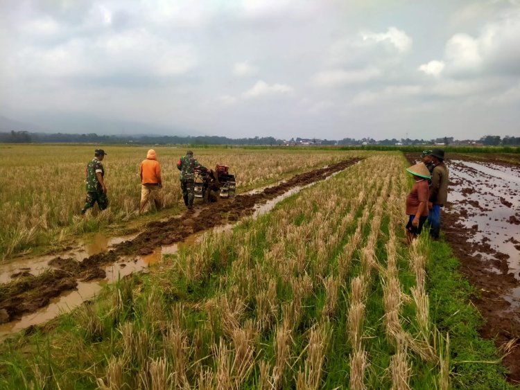 Koramil Klampok Dampingi Petani Olah Lahan untuk Tanam Padi