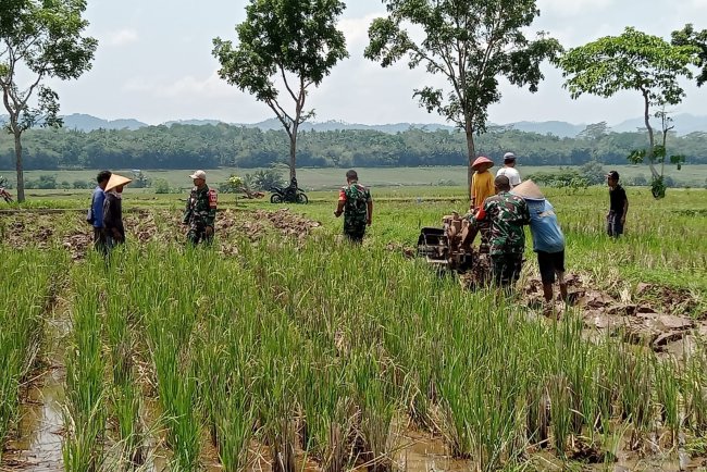 Danramil 07 Mandiraja Dampingi Petani Olah Lahan Pasca Panen di Desa Banjengan