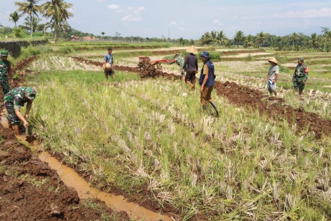 Danramil 09 Susukan Bersama Babinsa Bantu Petani Bajak Sawah