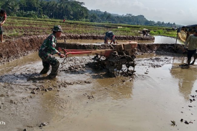 Danramil 11 Punggelan Bersama Babinsa Bantu Petani Bajak Sawah dengan Traktor