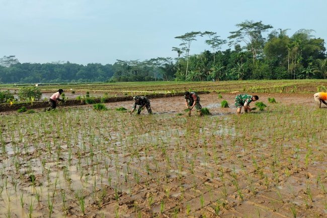 Danramil dan Anggota Turun Langsung kesawah