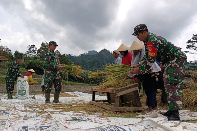 Danramil Wanayasa Dampingi Petani Panen Padi Wujud Dukungan Program Ketahanan Pangan