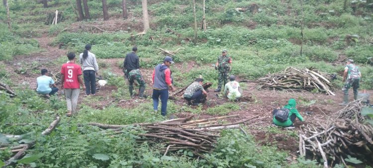 Danramil 06 Kalibening Dukung Penanaman Kopi Arabika Komastri Bersama Petani