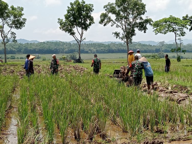 Danramil 07 Mandiraja Dampingi Petani Olah Lahan Pasca Panen di Desa Banjengan