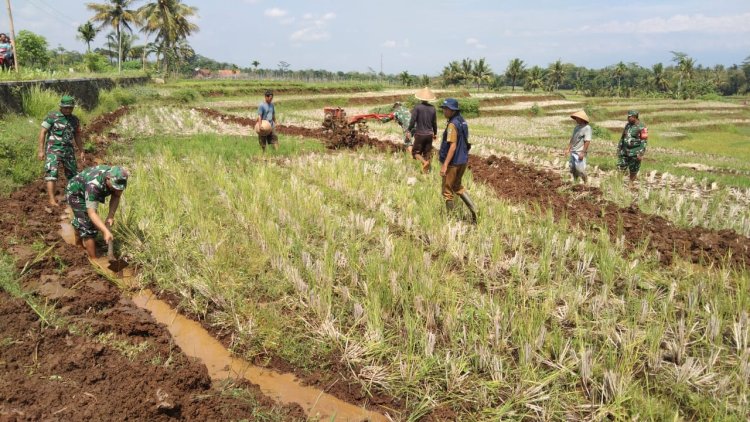 Danramil 09 Susukan Bersama Babinsa Bantu Petani Bajak Sawah