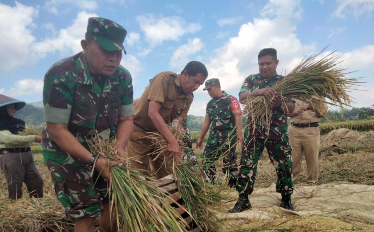 Danramil 09 Susukan dan Pengelola BPP Cek Panen Padi di Desa Brengkok