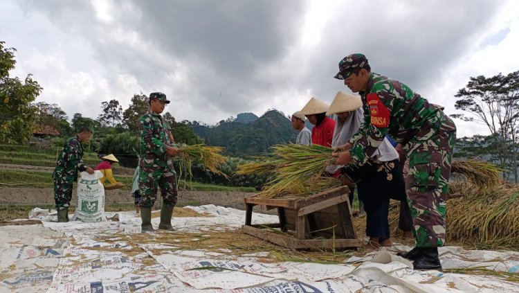 Danramil Wanayasa Dampingi Petani Panen Padi Wujud Dukungan Program Ketahanan Pangan