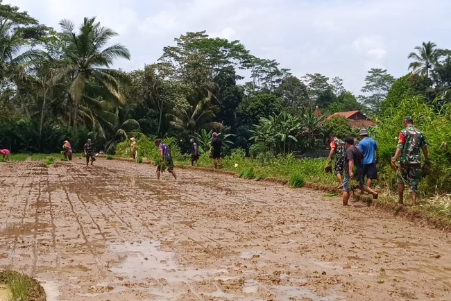 Danramil 17 Wanayasa Bantu Dhaut Bibit Padi