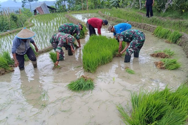 Danramil 17 Wanayasa dan Anggota Bantu Petani Cabut Benih Padi di Desa Pandansari