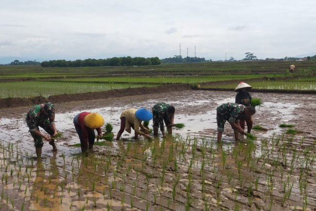 Babinsa Mandiraja Dampingi Petani Tanam Padi