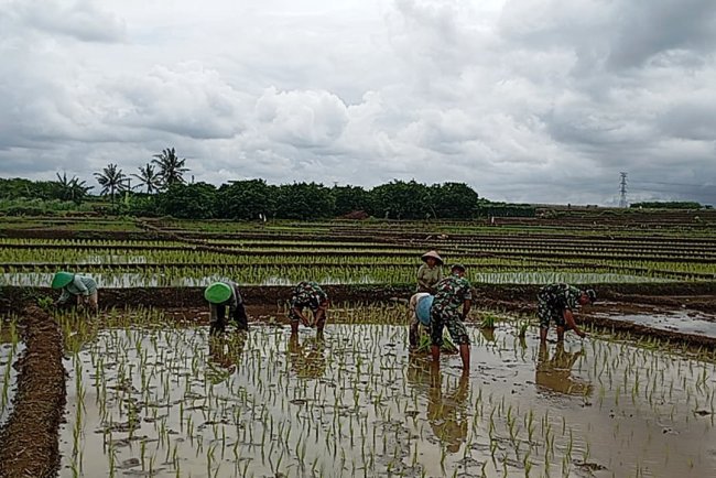 Koramil 15 Rakit Bantu Petani Tanam Padi Serentak di Musim Hujan
