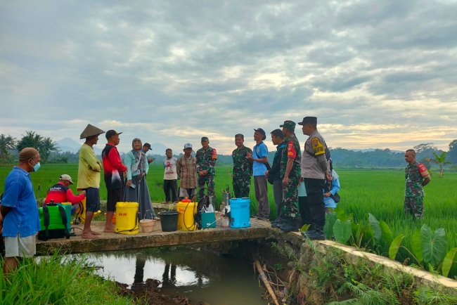 Babinsa Koramil Punggelan Bantu Petani Semprot Hama untuk Tingkatkan Produktivitas Padi