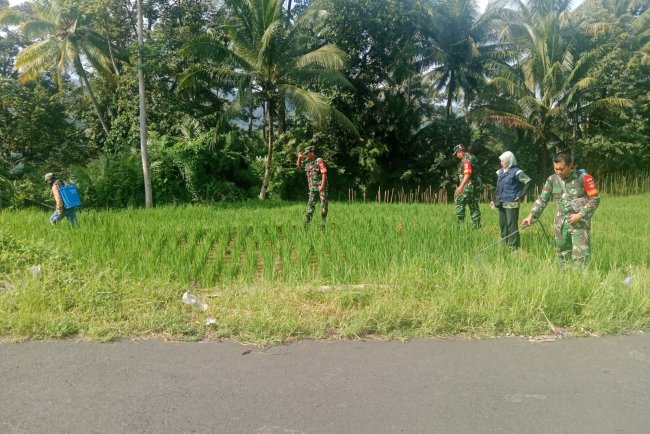 Koramil 14 Madukara Bersama Petani Lakukan Penyemprotan Tanaman Padi