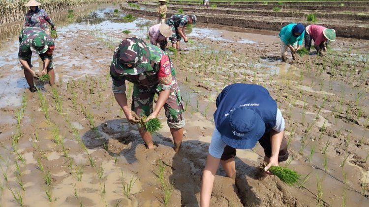 Babinsa Bersama Kelompok Tani Sido Makmur Tanam Padi Demi Wujudkan Swasembada Pangan