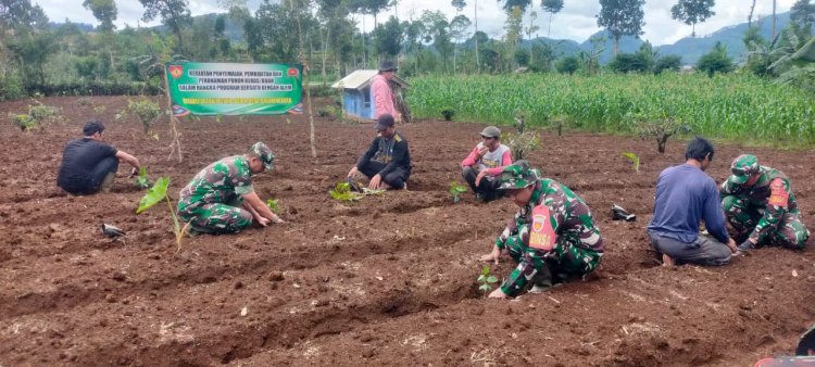 Danramil Bersama Warga Tanam 200 Pohon Kopi Arabika Varietas Komasti