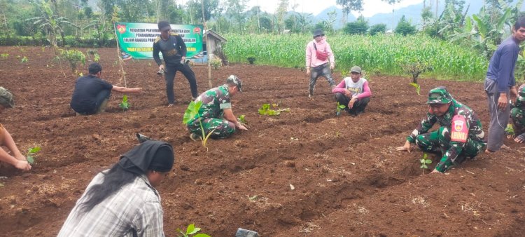 Danramil Kalibening Dukung Petani dengan Program Penghijauan Kopi Arabika