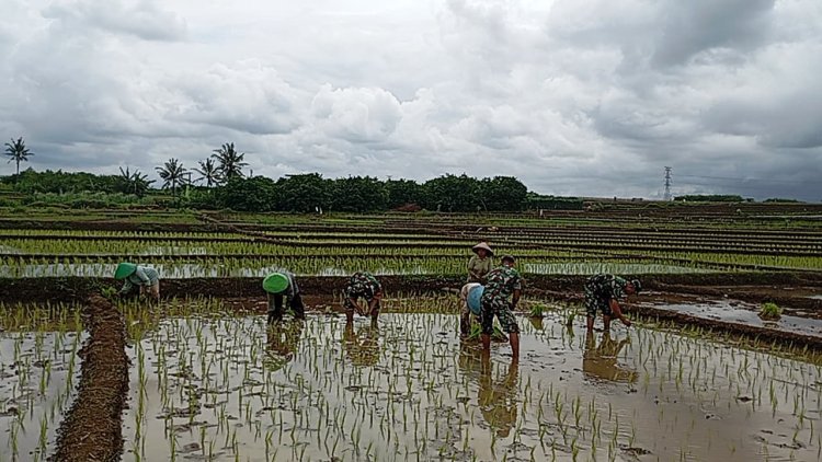 Koramil 15 Rakit Bantu Petani Tanam Padi Serentak di Musim Hujan