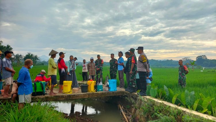 Babinsa Koramil Punggelan Bantu Petani Semprot Hama untuk Tingkatkan Produktivitas Padi
