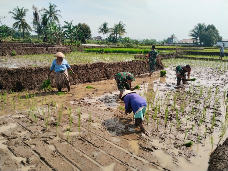 Babinsa Mandiraja Dorong Gerakan Tanam Padi untuk Dukung Swasembada Pangan