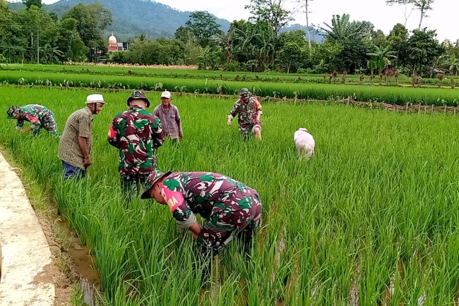 Koramil 14 Madukara Dampingi Petani dalam Perawatan Tanaman Padi