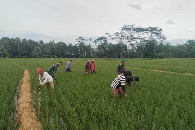 Babinsa Dampingi Petani lakukan Penyiangan Tanaman Padi