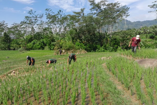 Wujudkan Swasembada Pangan Babinsa Koramil 04/Karangkobar Bantu Petani Padi Bersihkan Rumput