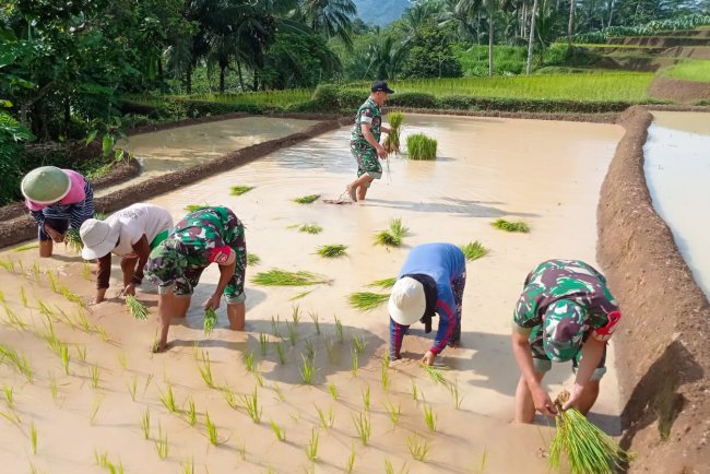 Babinsa gotong royong Tanam Padi Bersama Kelompok Tani Larasati