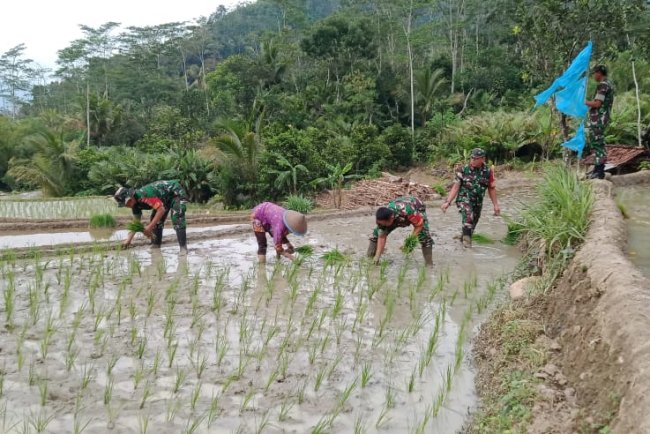 Babinsa Koramil 18 Pagentan Dampingi Petani Percepat Masa Tanam Padi