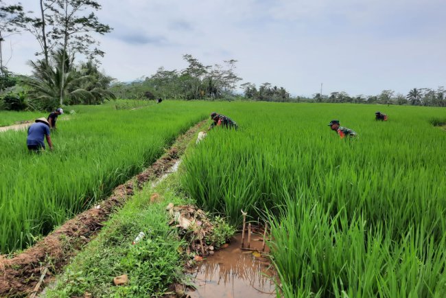 Koramil 03 Wanadadi Bersama Petani Laksanakan Matun Untuk Dukung Ketahanan Pangan