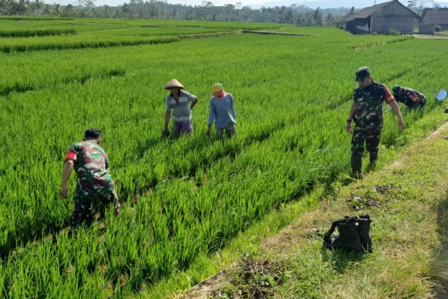 Koramil 08 Purwanegara Penyiangan Tanaman Padi