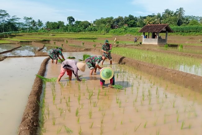 Babinsa Koramil 10 Bawang Bantu Petani Persiapkan Bibit Padi