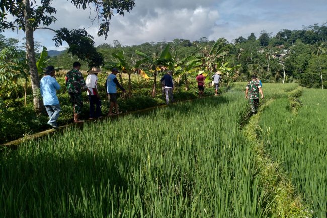 Koramil BPP Kecamatan Sigaluh Dan Poktan Bersatu melaksanakan Gerakan pengendalian Hama Padi