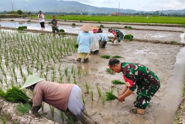 Babinsa Koramil 13 Banjarmangu Laksanakan Tanam Padi Bersama Poktan Sidamulya