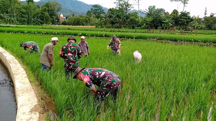 Koramil 14 Madukara Dampingi Petani dalam Perawatan Tanaman Padi
