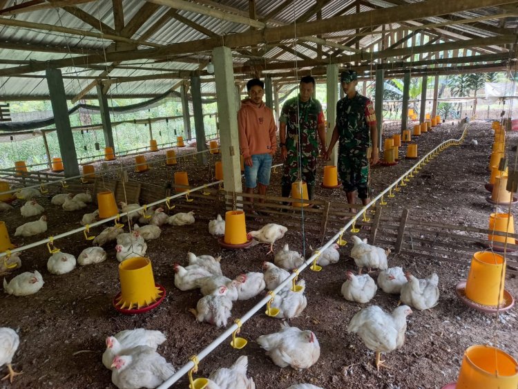 Babinsa Komsos Dengan Peternak Ayam Untuk Menjaga Kebersihan Kandang