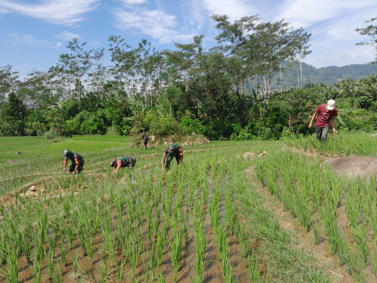 Wujudkan Swasembada Pangan Babinsa Koramil 04/Karangkobar Bantu Petani Padi Bersihkan Rumput
